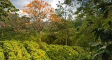 Las plantas de café se cultivan en regiones tropicales y subtropicales del mundo.